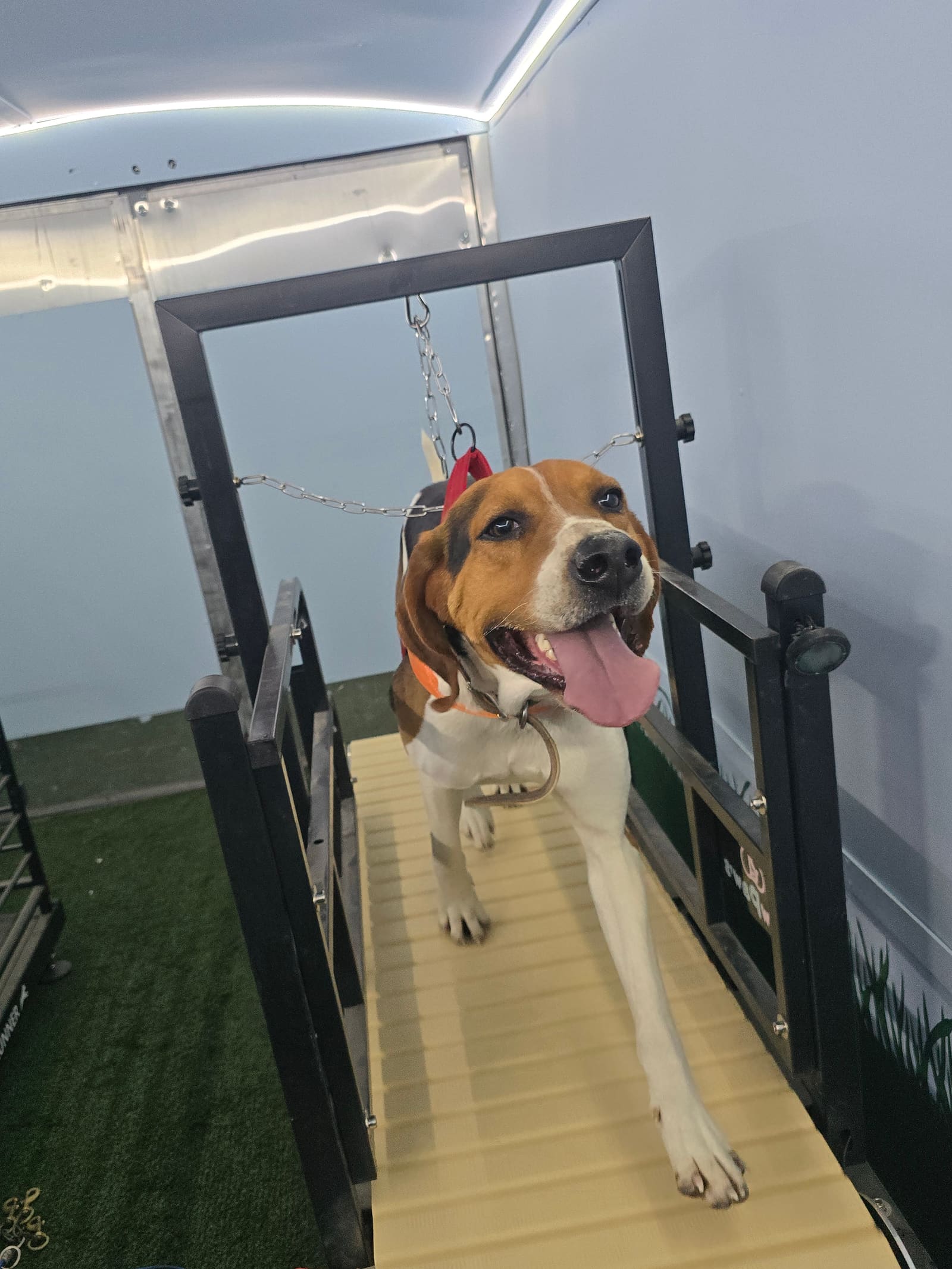 Happy beagle with tongue out after a good treadmill session
