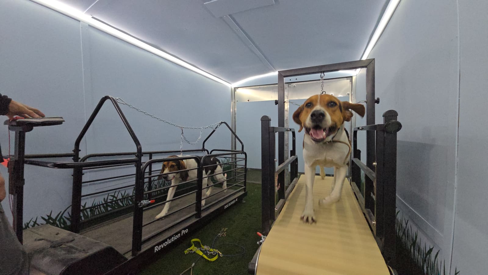 Beagle running happily on the wide treadmill inside the trailer