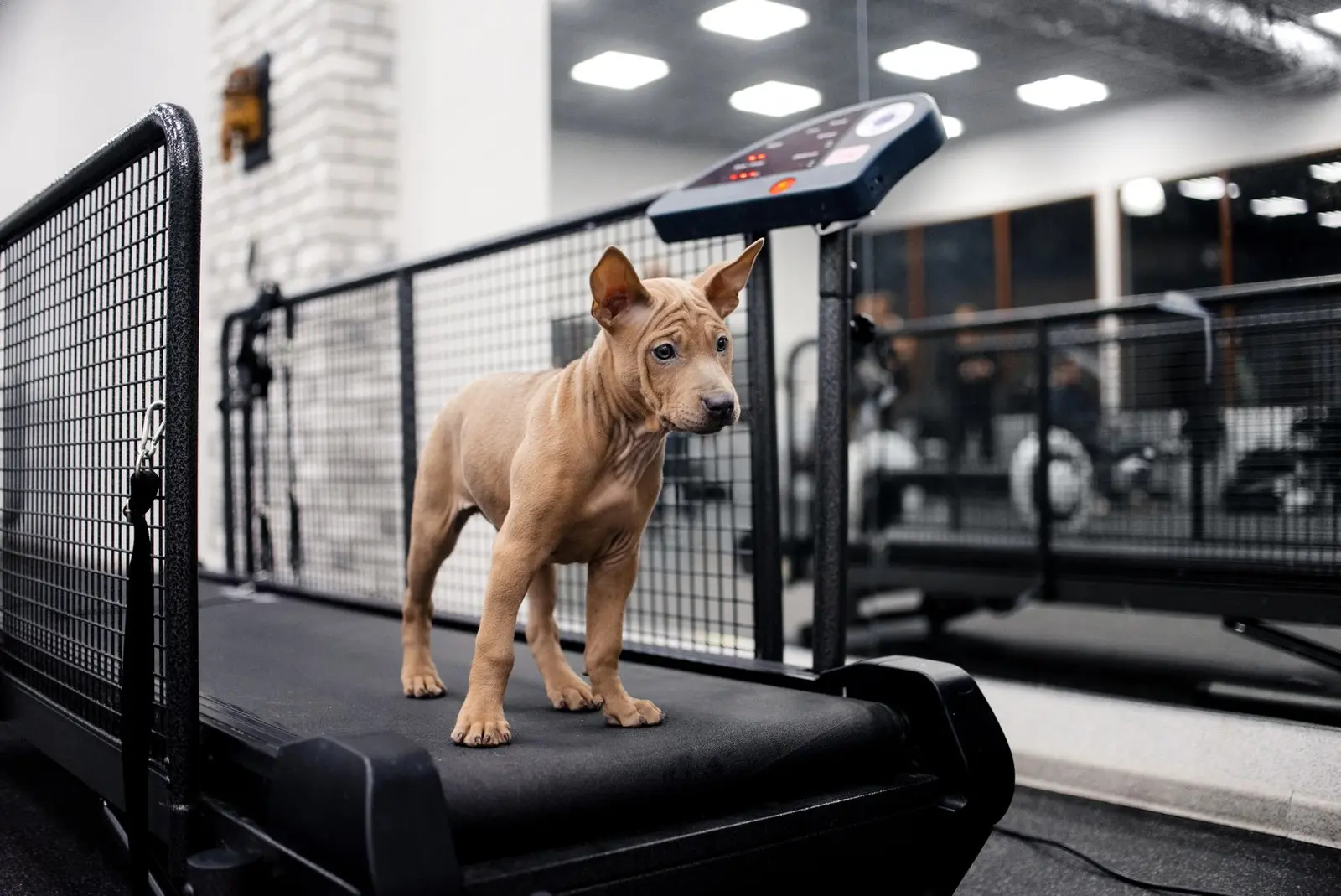 Dog on professional treadmill