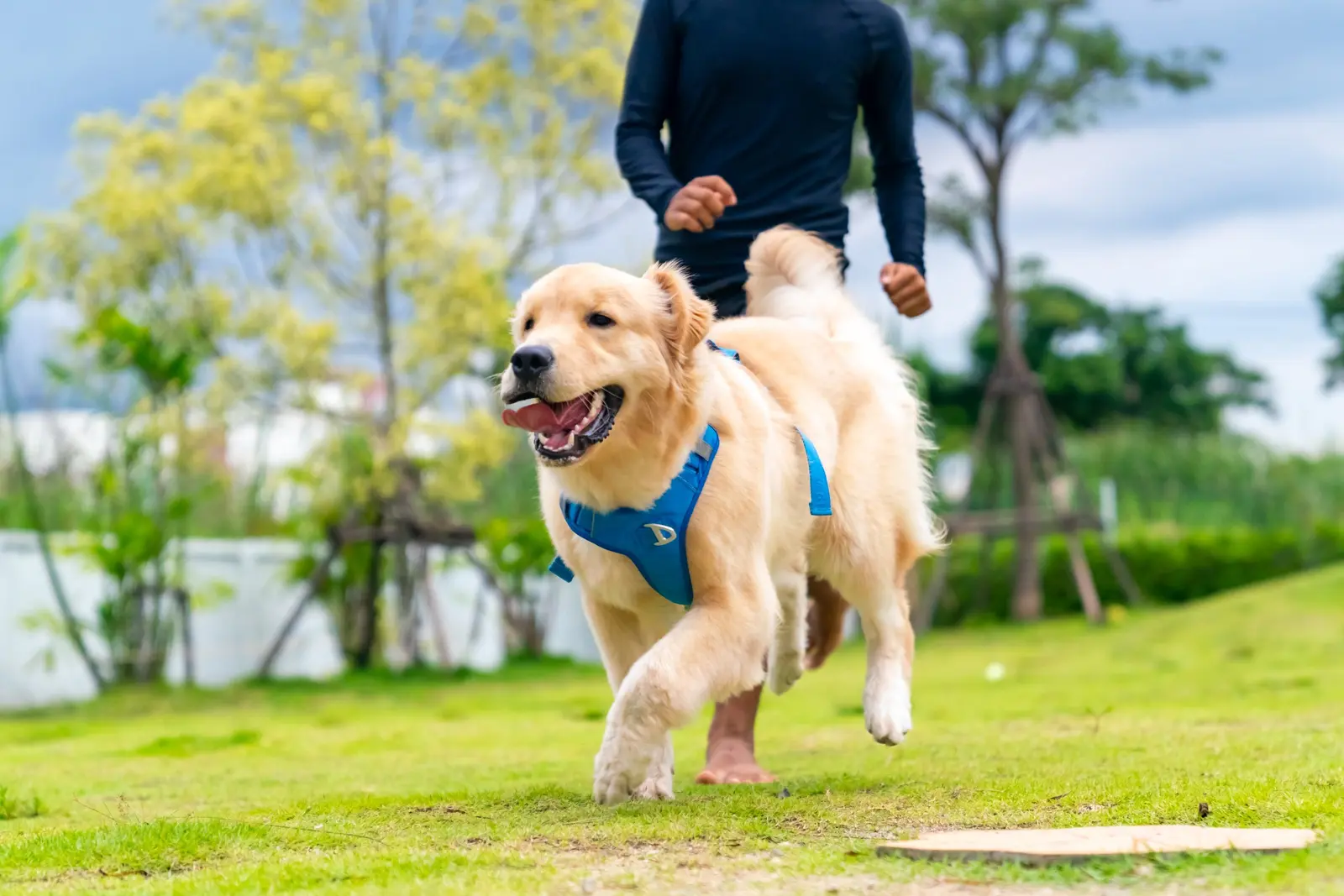 Happy dog enjoying outdoor play
