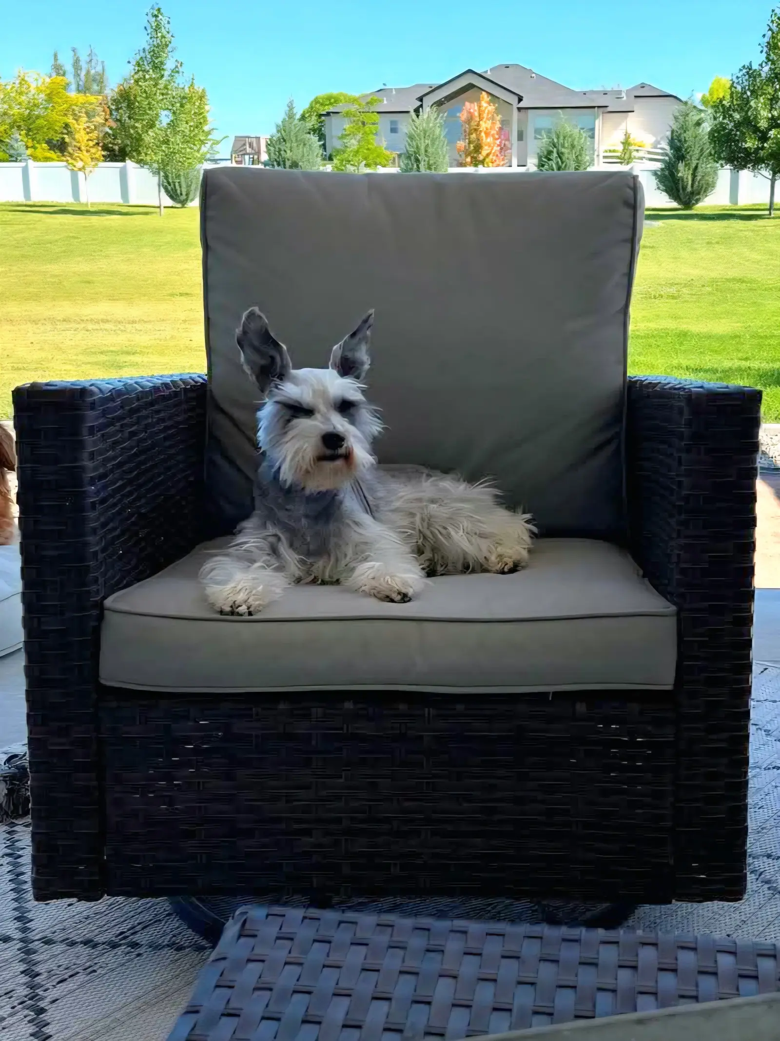 Senior dog