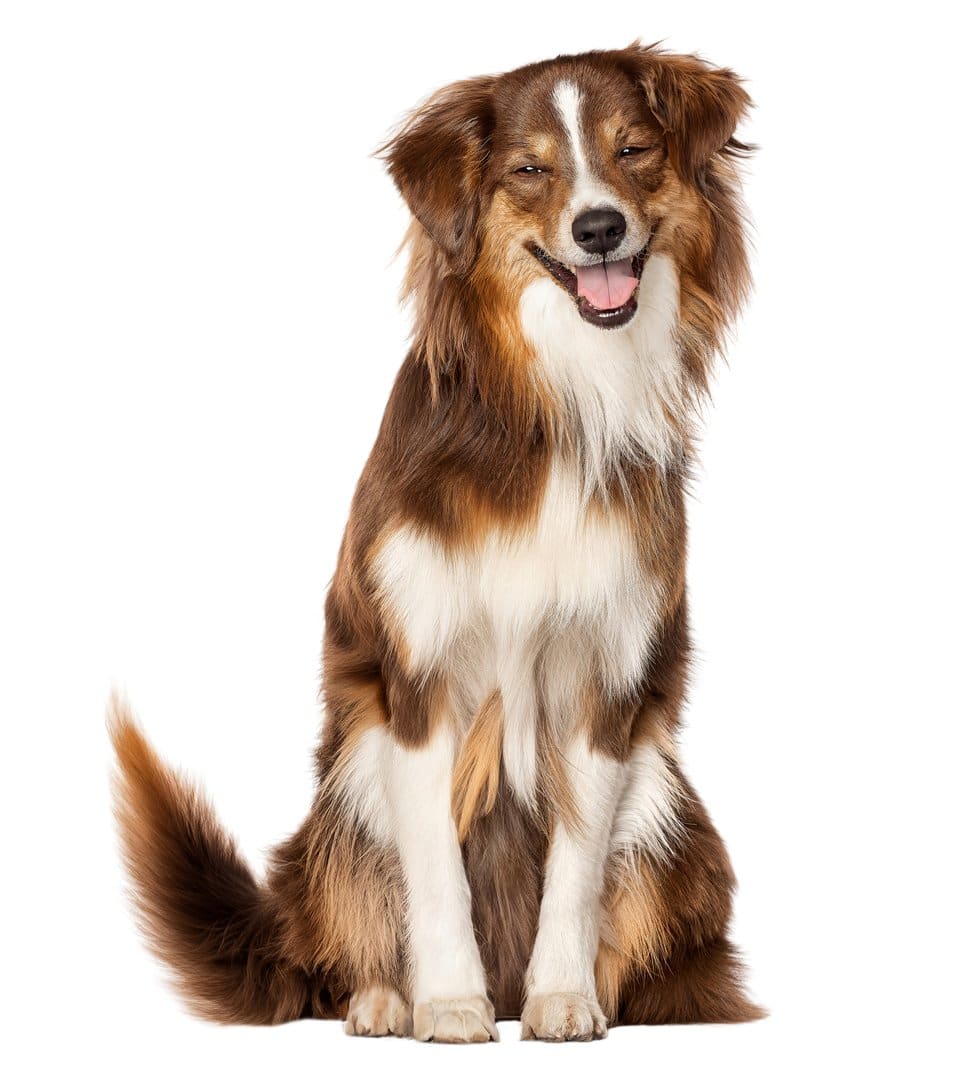 One dog