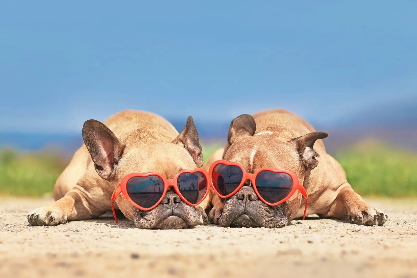 Two dogs