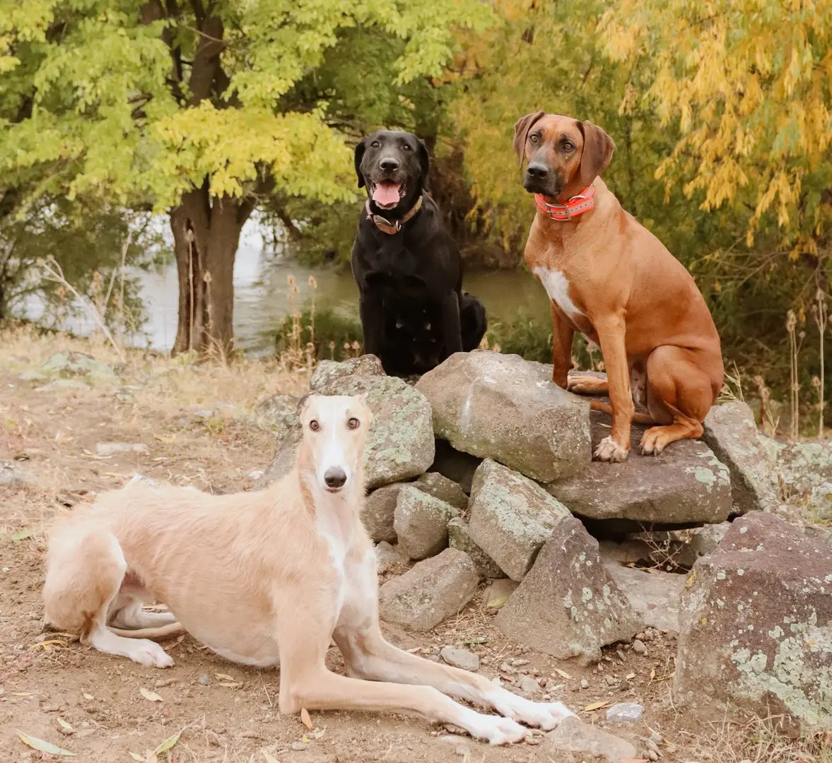 Three dogs