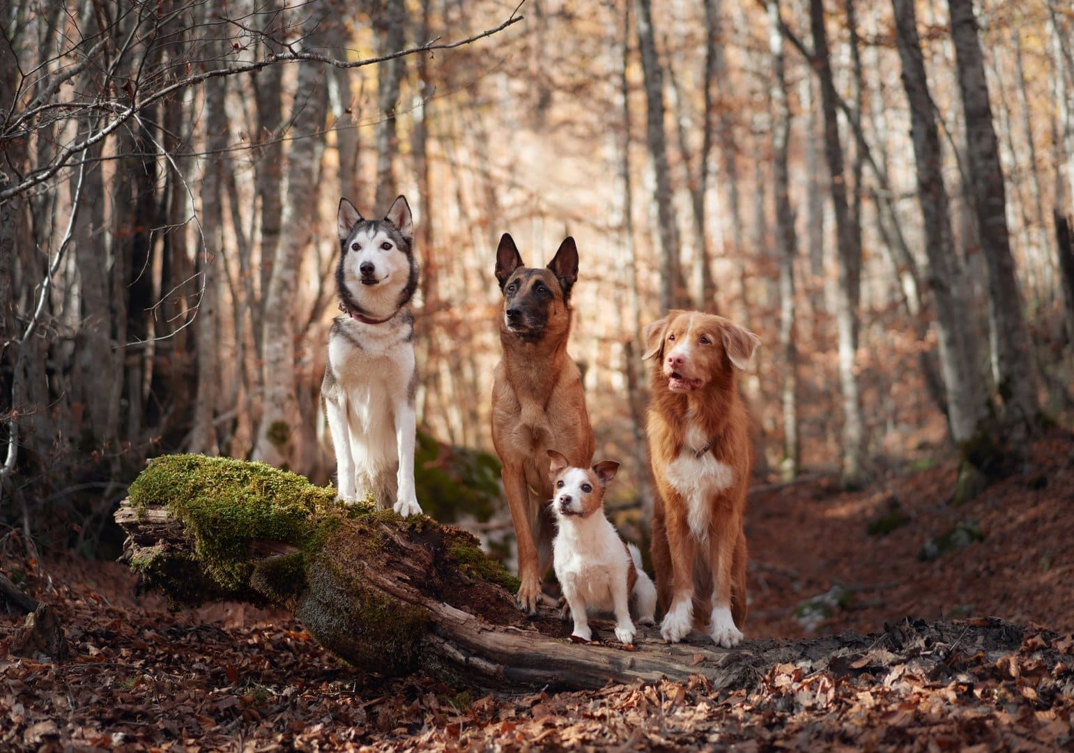 Our Pack