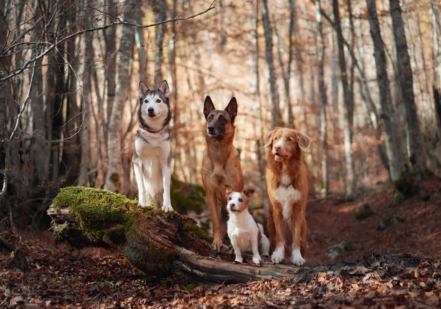 Our Pack — 4 or more dogs