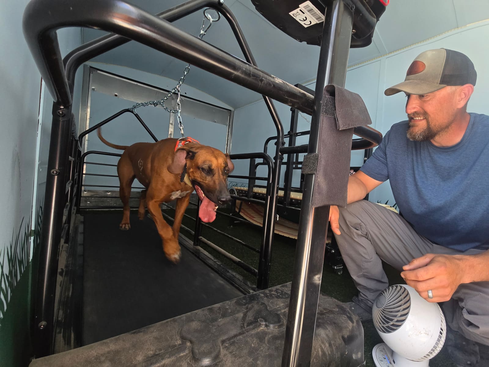 Rhodesian Ridgeback exercising on the treadmill with Zack coaching