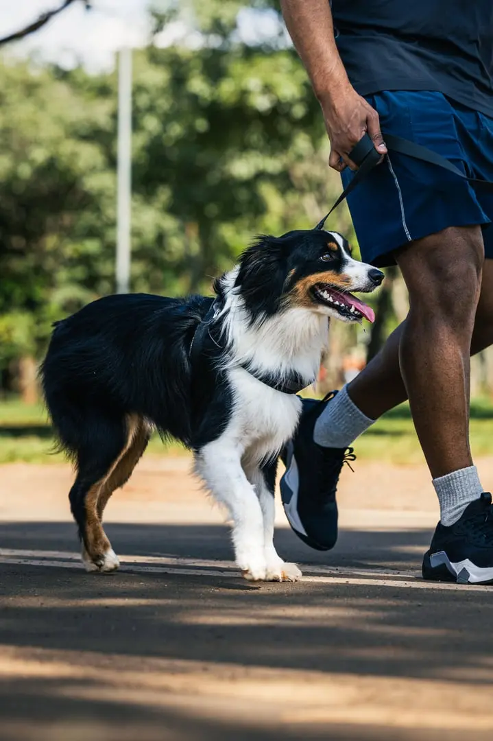 High-energy dog