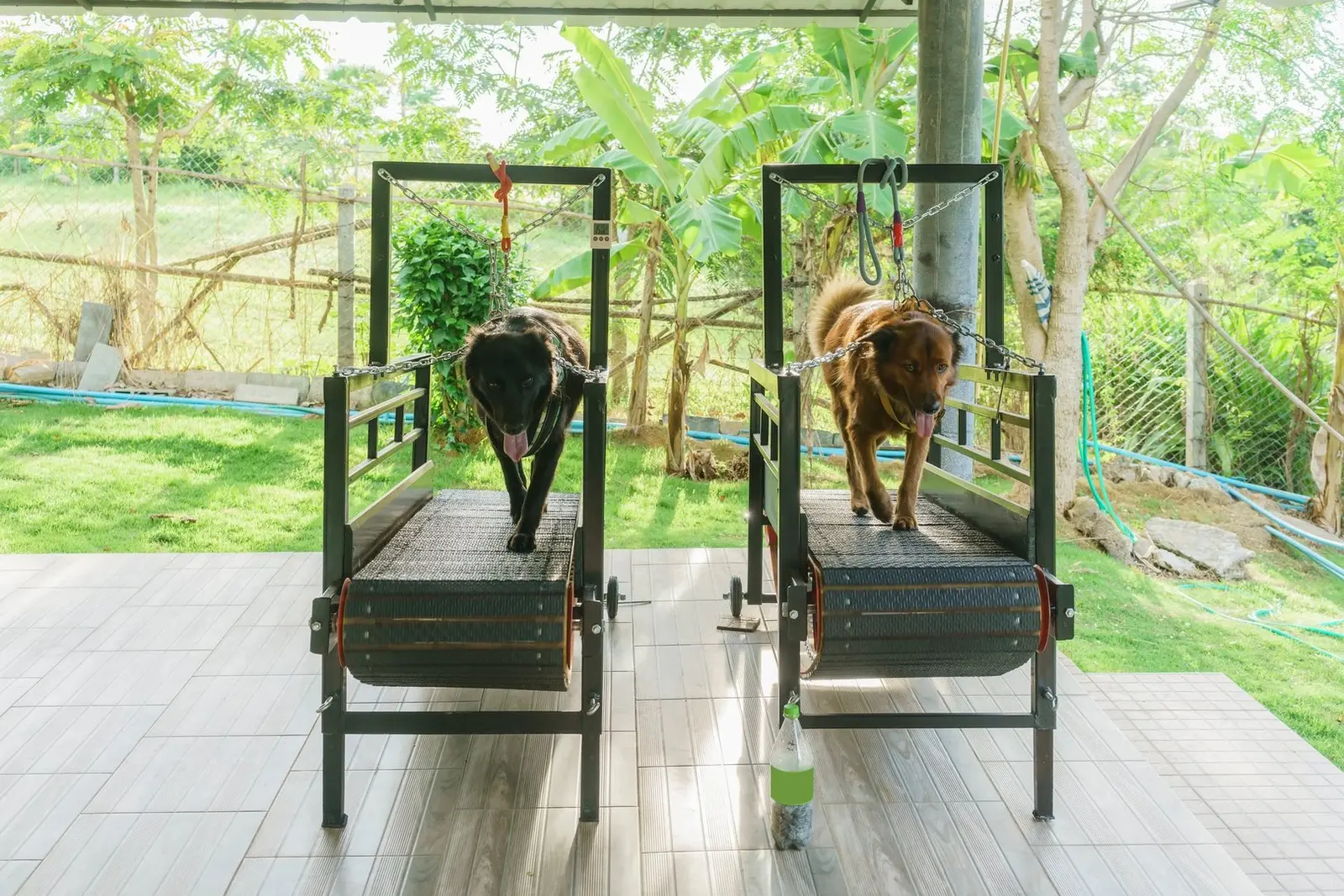 Dog-powered slat treadmill
